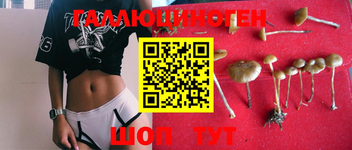 Галлюциногенные грибы Psilocybine cubensis Кимры